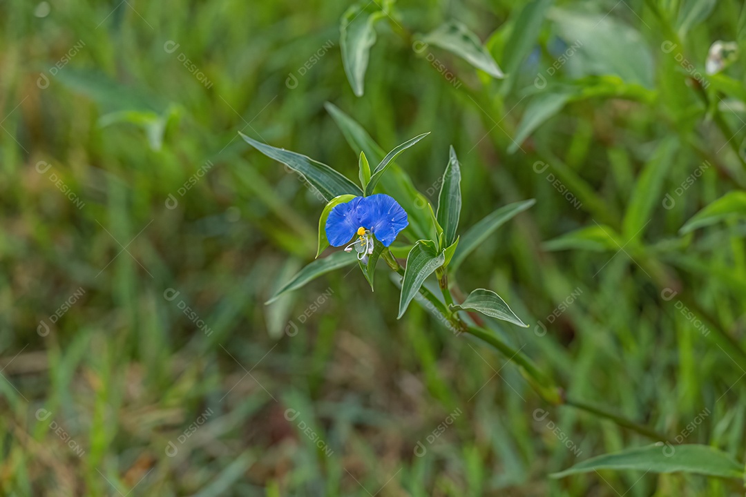 Planta pequena Dayflower do gênero Commelina
