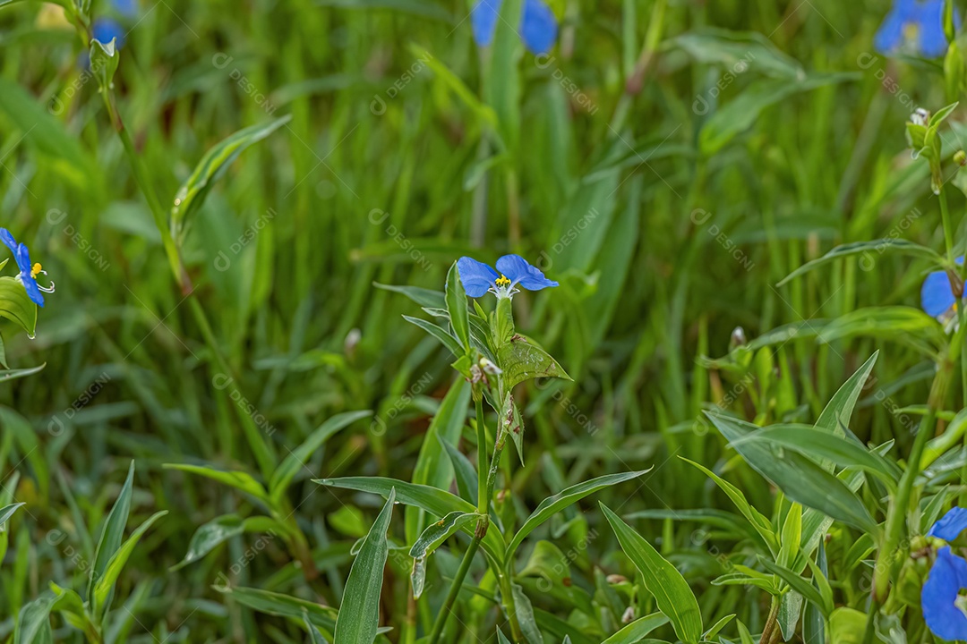 Planta pequena Dayflower do gênero Commelina