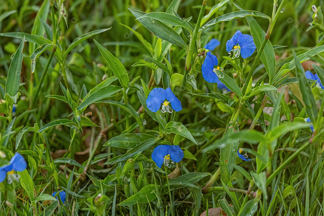Planta pequena Dayflower do gênero Commelina