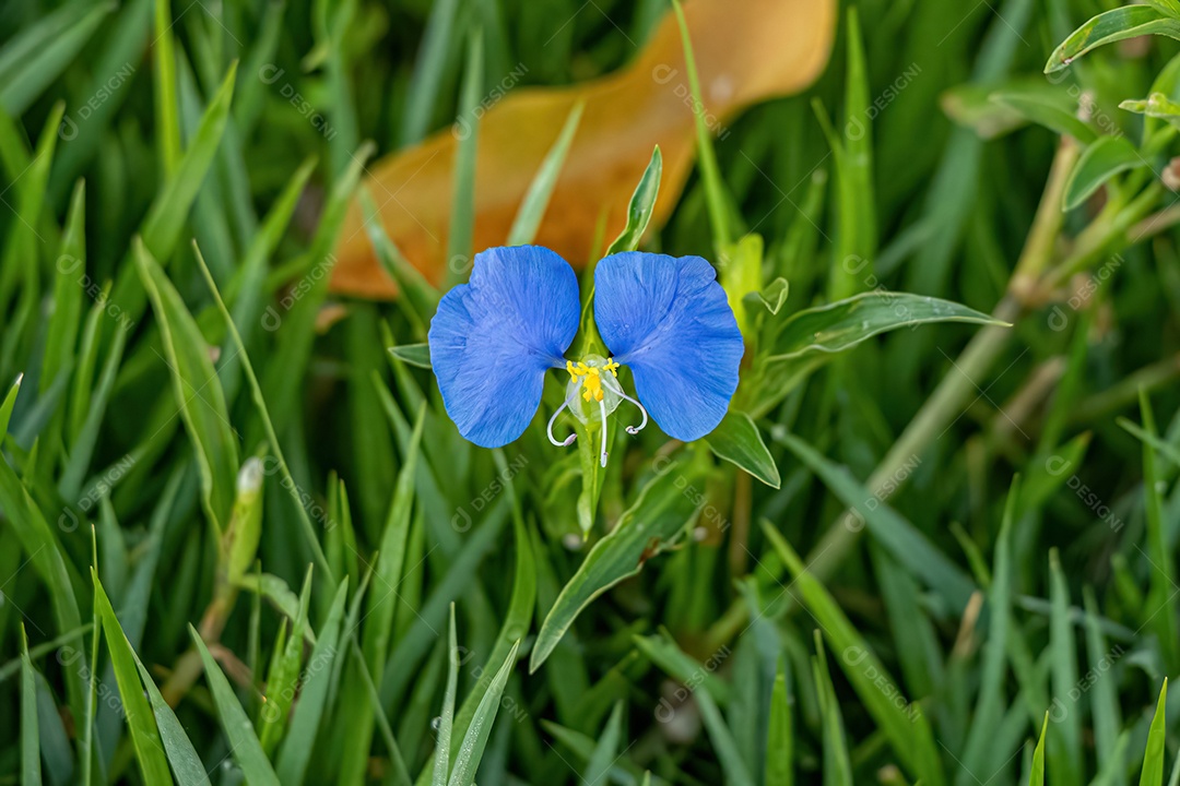 Planta pequena Dayflower do gênero Commelina
