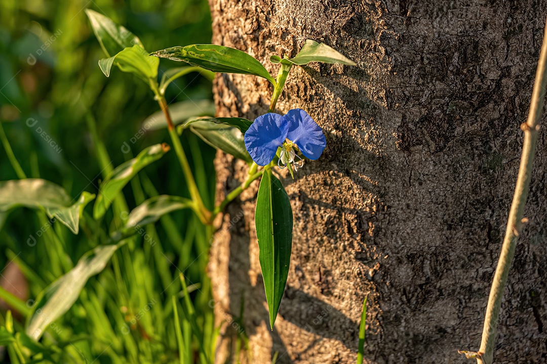 Planta pequena Dayflower do gênero Commelina