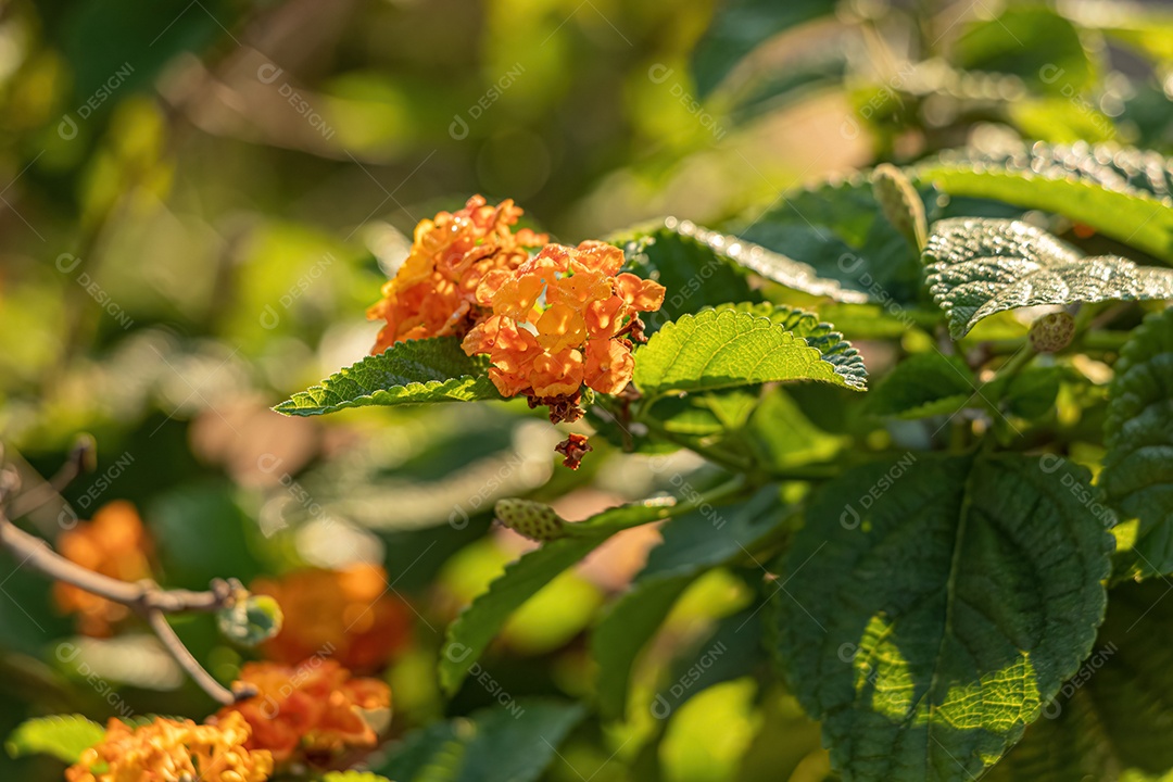 Flor de laranjeira da Lantana Comum Plantas da espécie Lantana camara