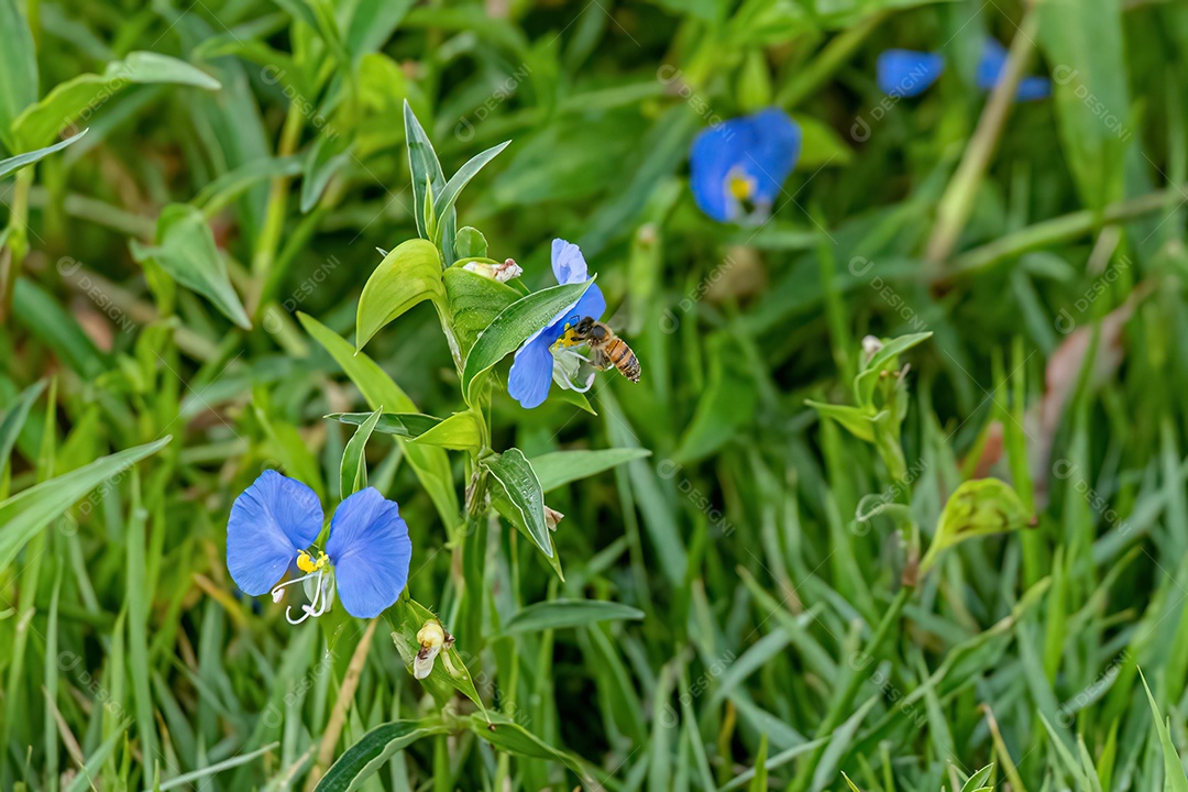 Planta pequena Dayflower do gênero Commelina