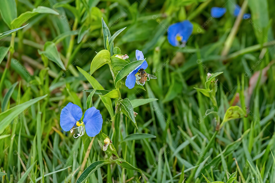 Planta pequena Dayflower do gênero Commelina