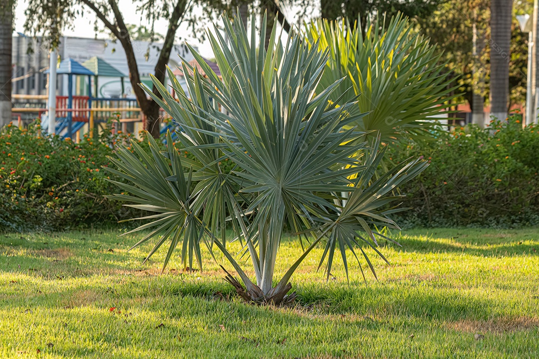 Palmeira Bismarck Planta da espécie Bismarckia nobilis