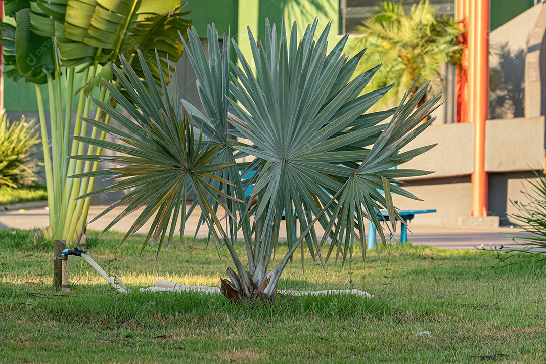 Palmeira Bismarck Planta da espécie Bismarckia nobilis