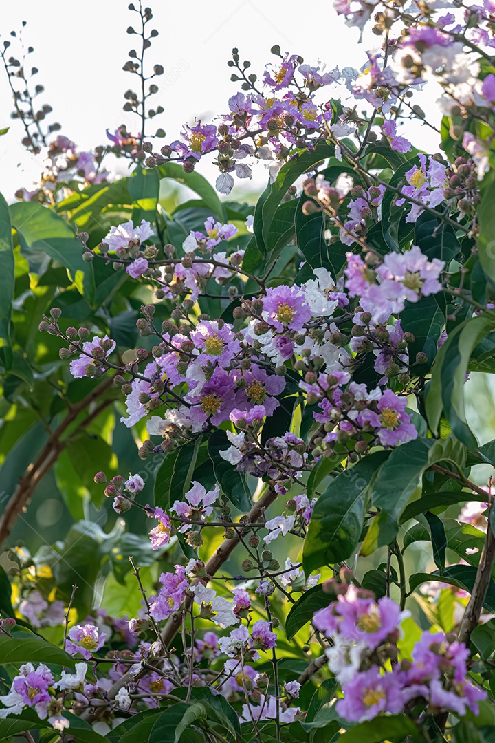 Árvore gigante da espécie Lagerstroemia speciosa