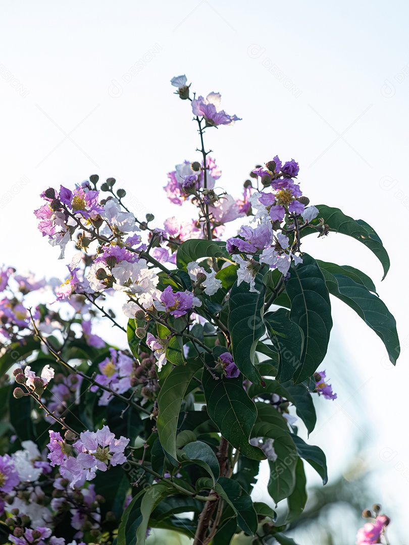 Árvore gigante da espécie Lagerstroemia speciosa