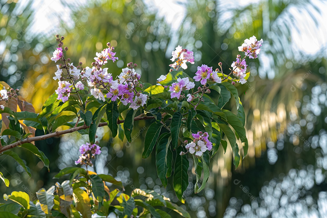 Árvore gigante da espécie Lagerstroemia speciosa