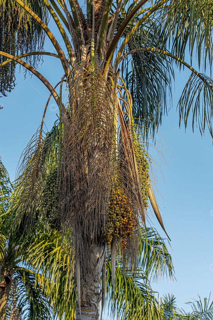 Palmeira rainha da espécie Syagrus romanzoffiana