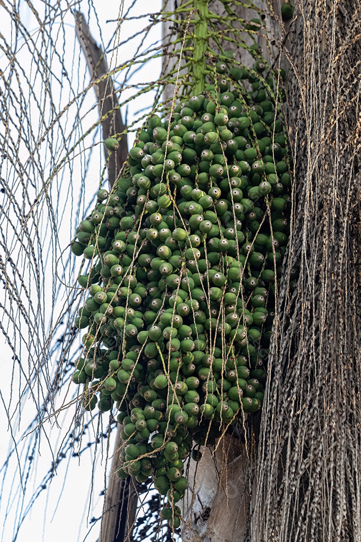 Palmeira rainha da espécie Syagrus romanzoffiana