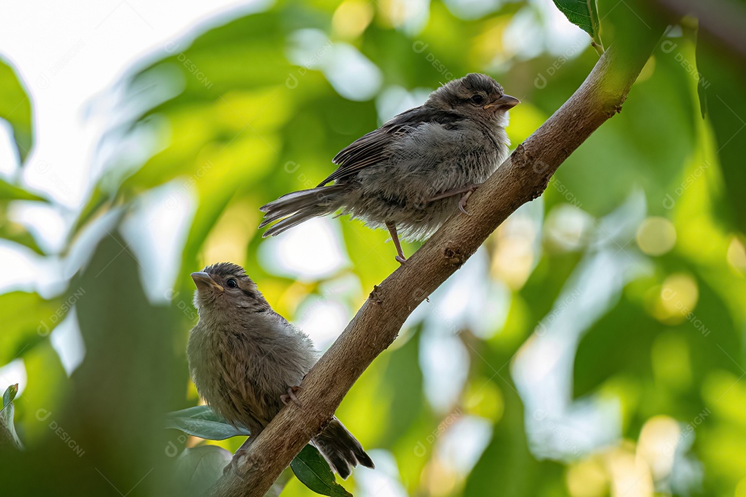 Pardal pequeno da espécie Passer domesticus