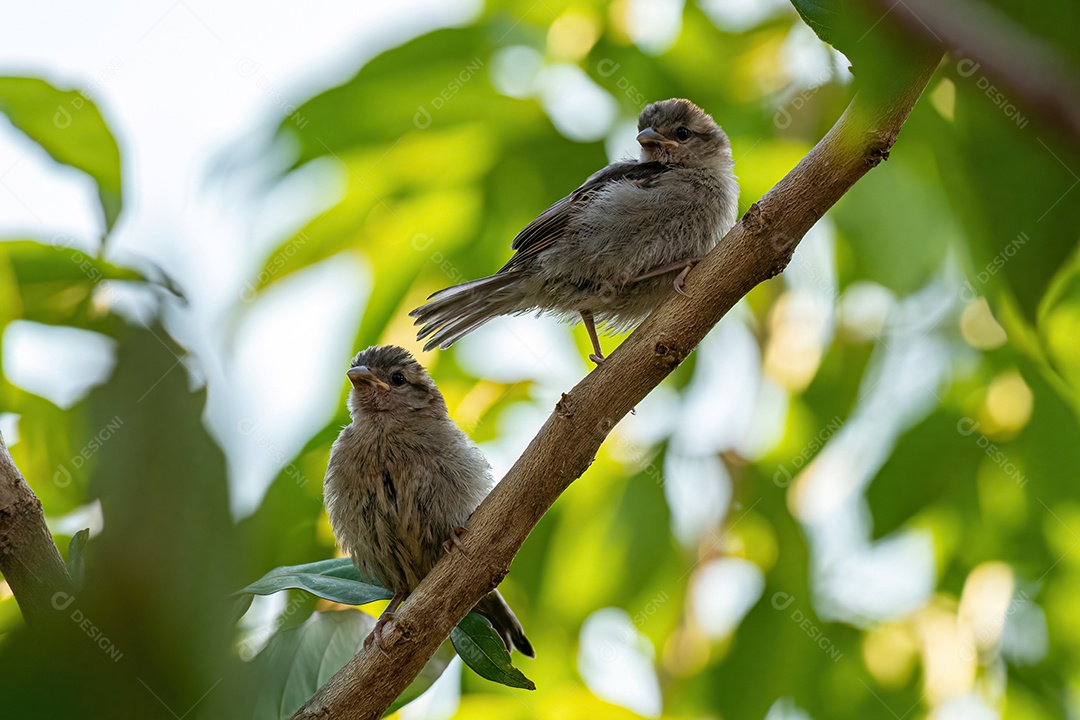 Pardal pequeno da espécie Passer domesticus