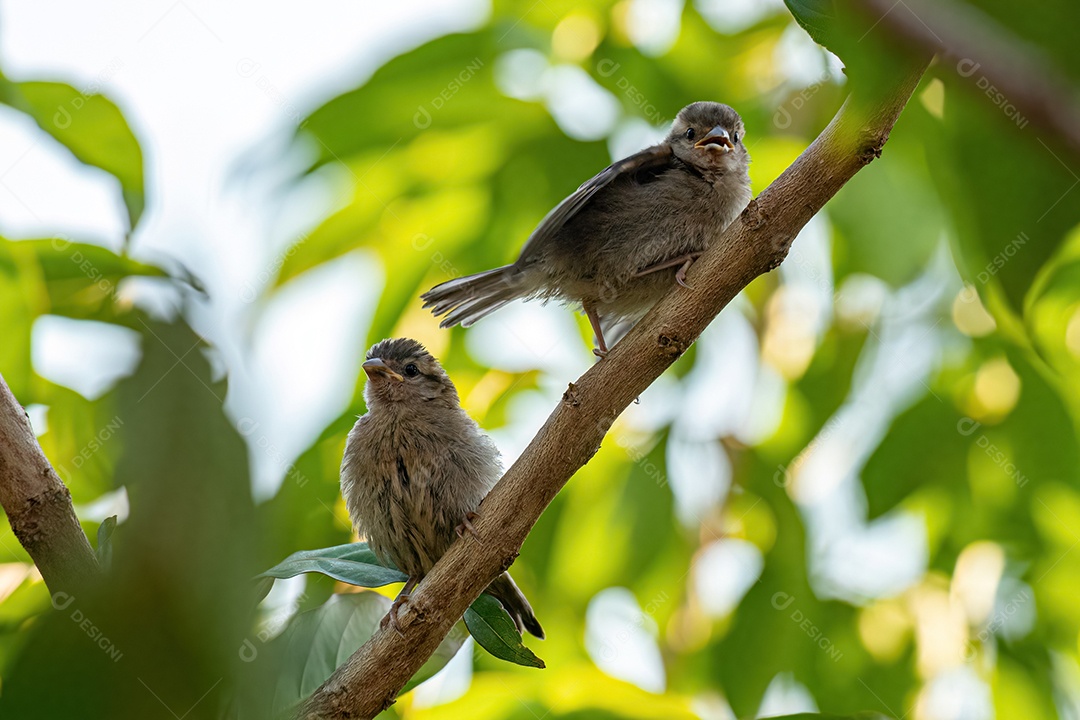Pardal pequeno da espécie Passer domesticus