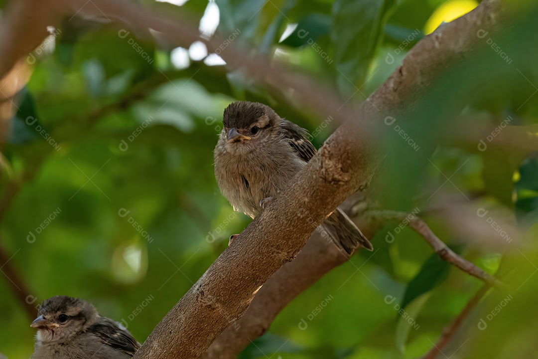 Pardal pequeno da espécie Passer domesticus