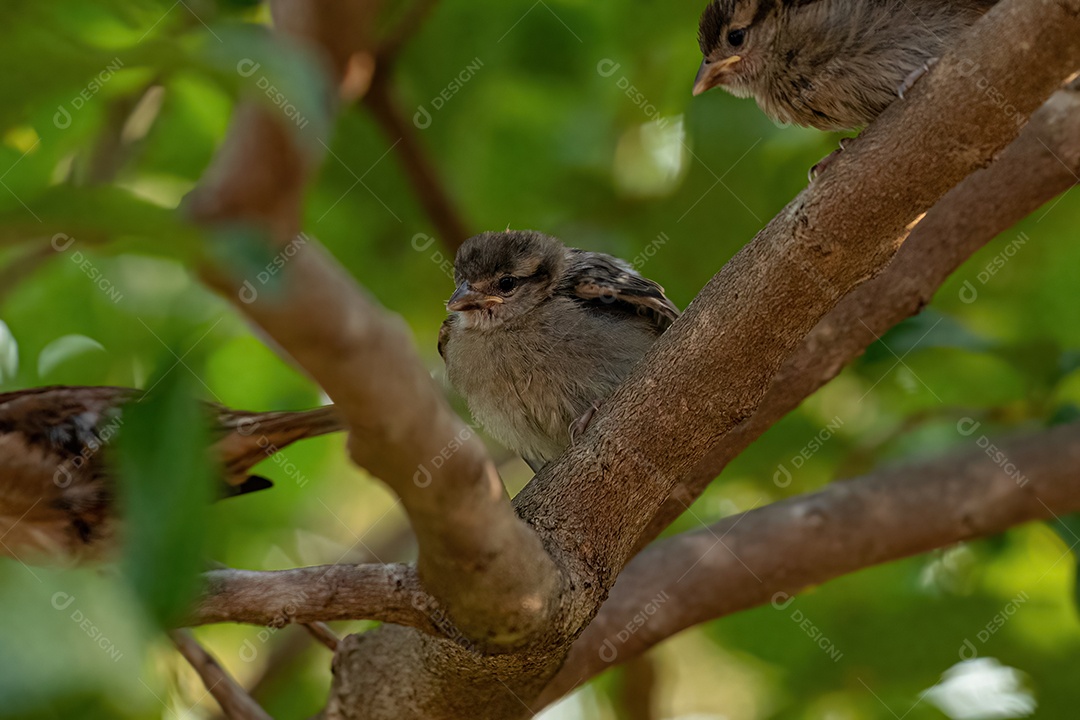 Pardal pequeno da espécie Passer domesticus