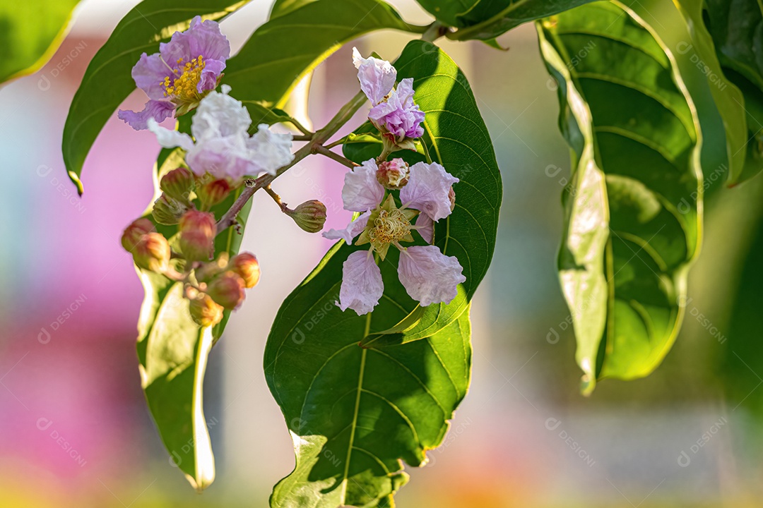 Árvore gigante da espécie Lagerstroemia speciosa