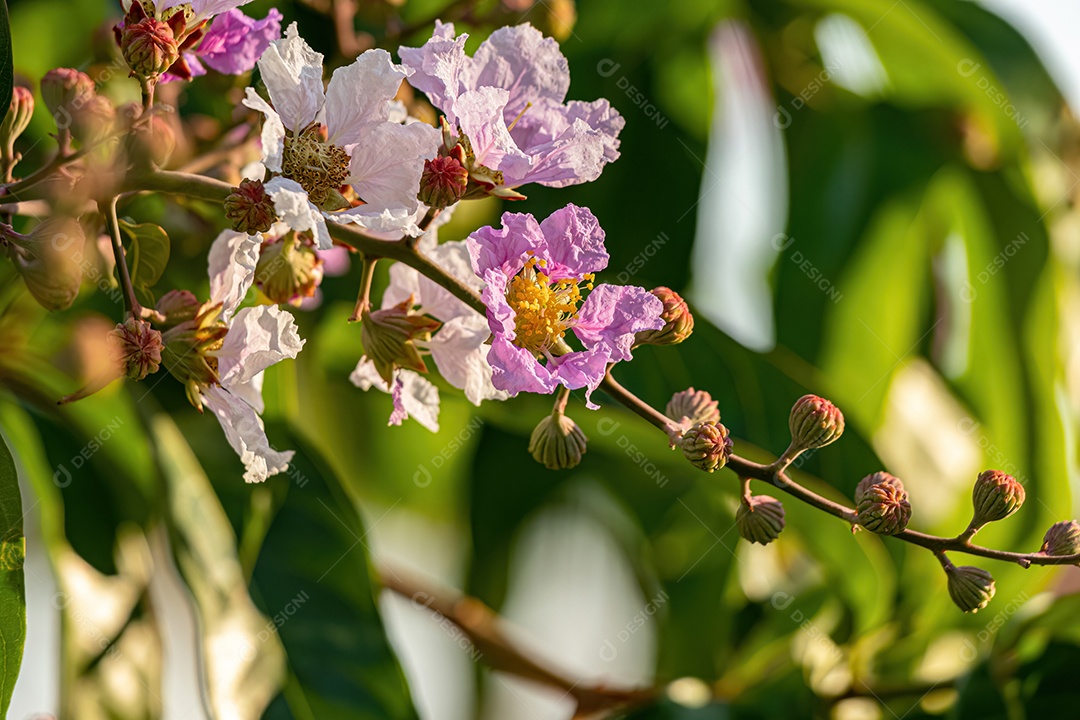 Árvore gigante da espécie Lagerstroemia speciosa