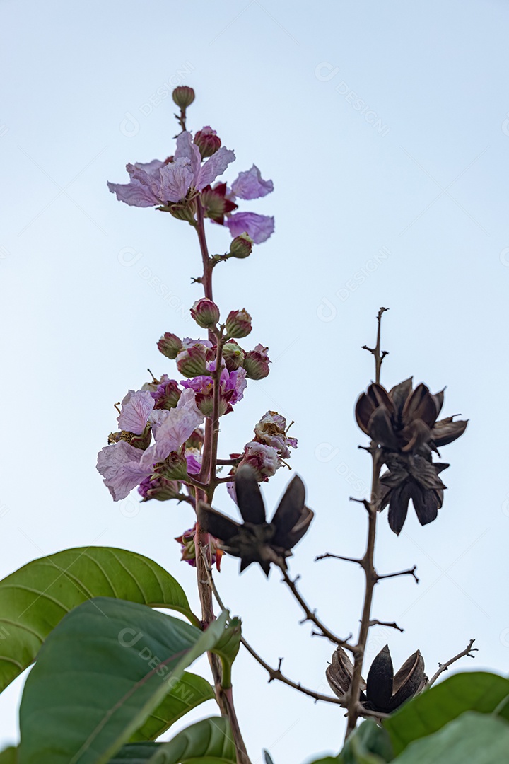 Árvore gigante da espécie Lagerstroemia speciosa