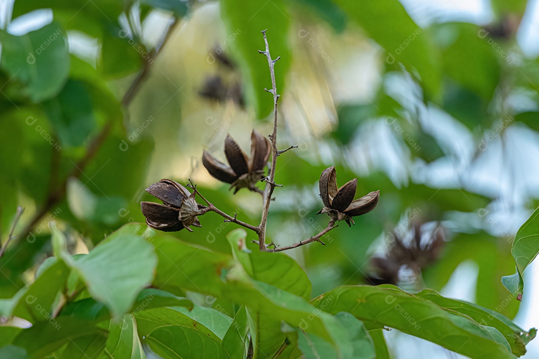 Árvore gigante da espécie Lagerstroemia speciosa
