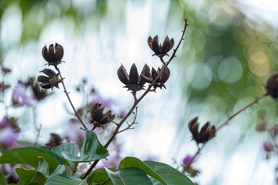 Árvore gigante da espécie Lagerstroemia speciosa