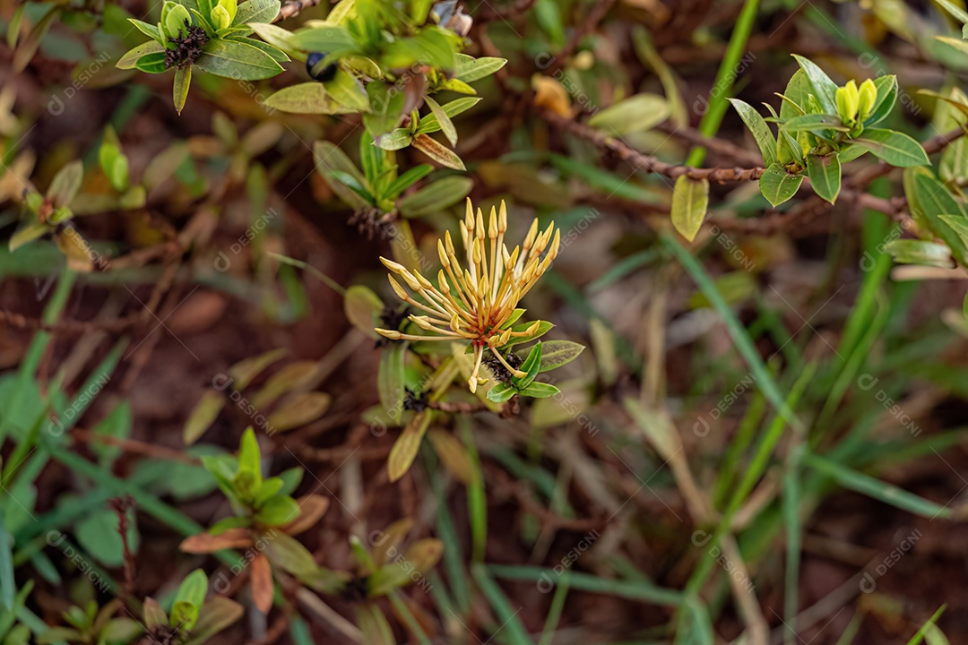 Flor Vermelha de Lantana Comum da espécie Lantana camara