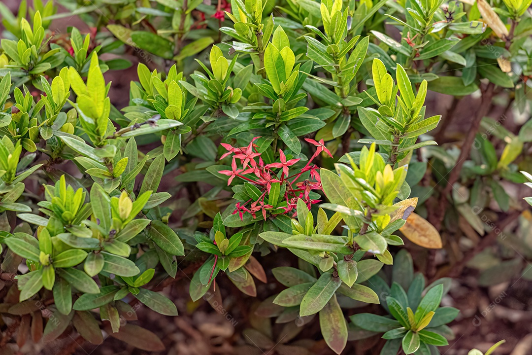 Flor Vermelha de Lantana Comum da espécie Lantana camara