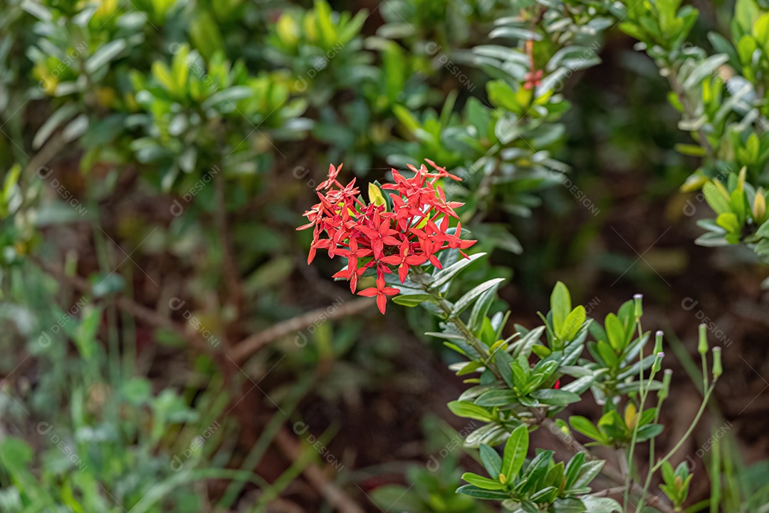 Flor Vermelha de Lantana Comum da espécie Lantana camara