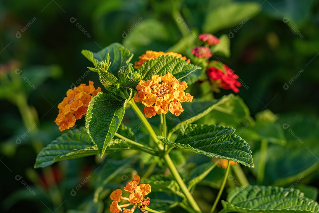 Flor de Laranjeira de Lantana Comum da espécie Lantana camara