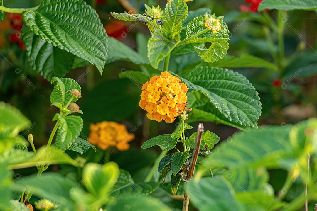 Flor de Laranjeira de Lantana Comum da espécie Lantana camara