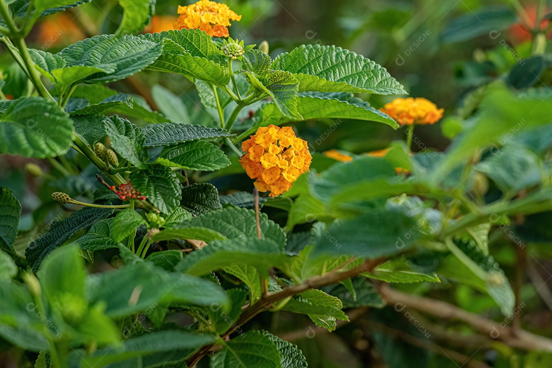 Flor de Laranjeira de Lantana Comum da espécie Lantana camara