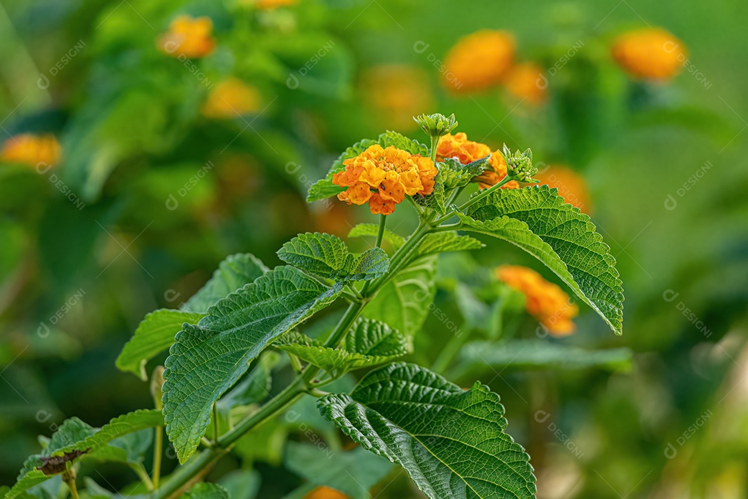 Flor de Laranjeira de Lantana Comum da espécie Lantana camara