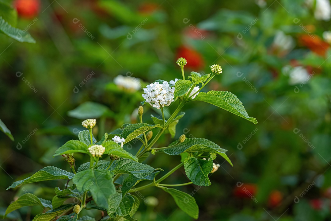 Flor Branca de Lantana Comum da espécie Lantana camara