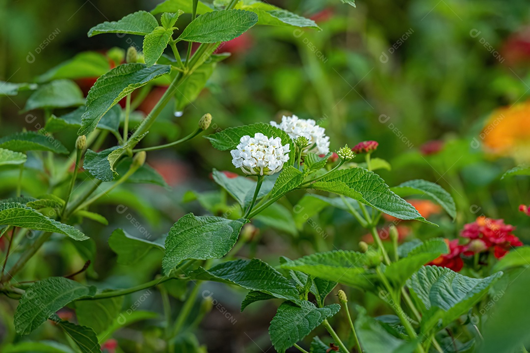 Flor Branca de Lantana Comum da espécie Lantana camara