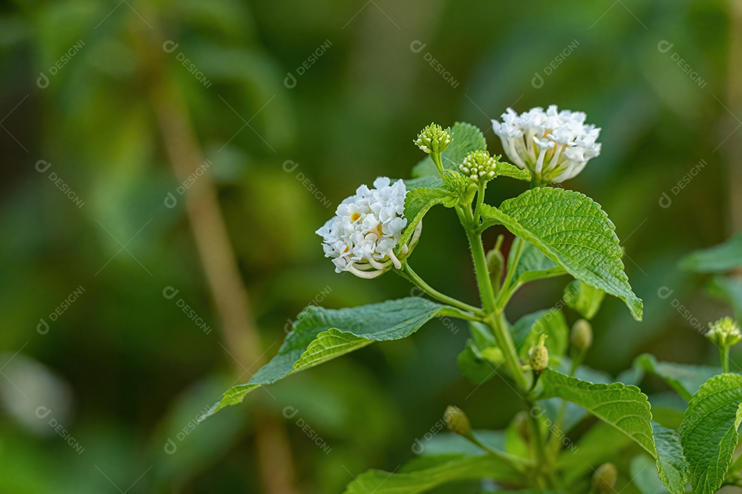 Flor Branca de Lantana Comum da espécie Lantana camara