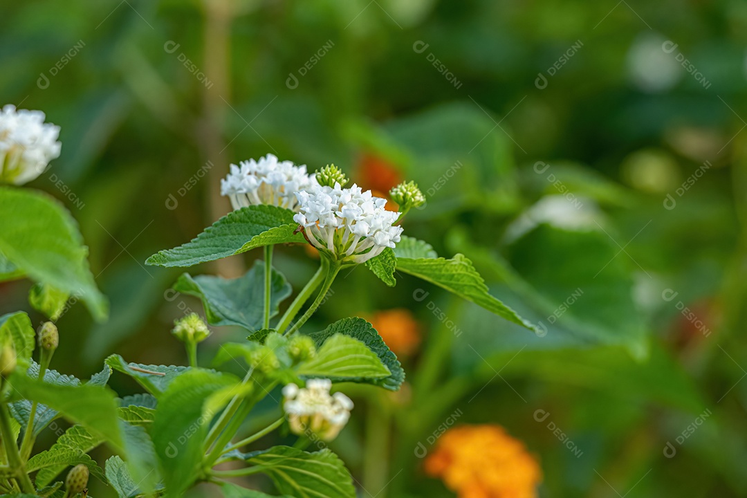 Flor Branca de Lantana Comum da espécie Lantana camara