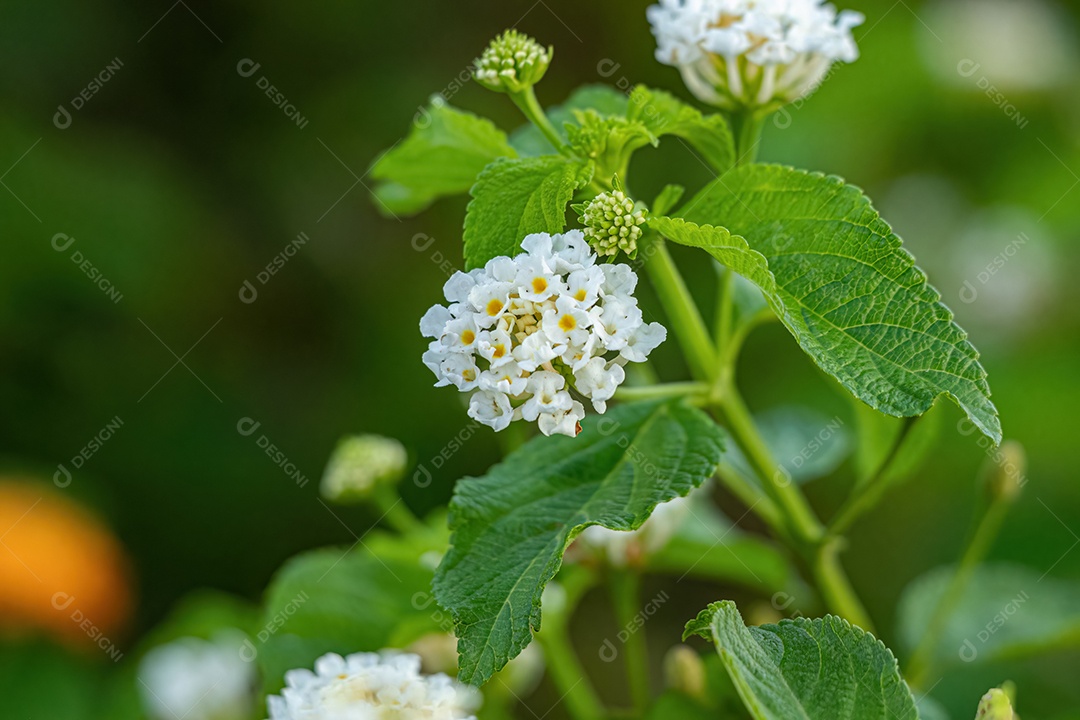 Flor Branca de Lantana Comum da espécie Lantana camara