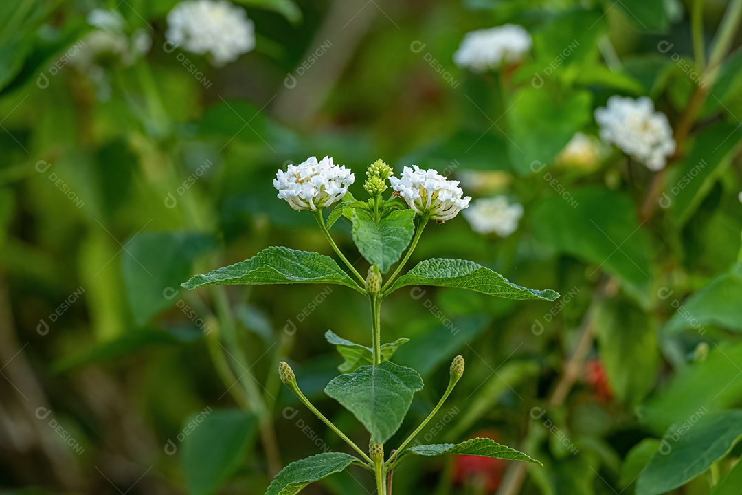 Flor Branca de Lantana Comum da espécie Lantana camara