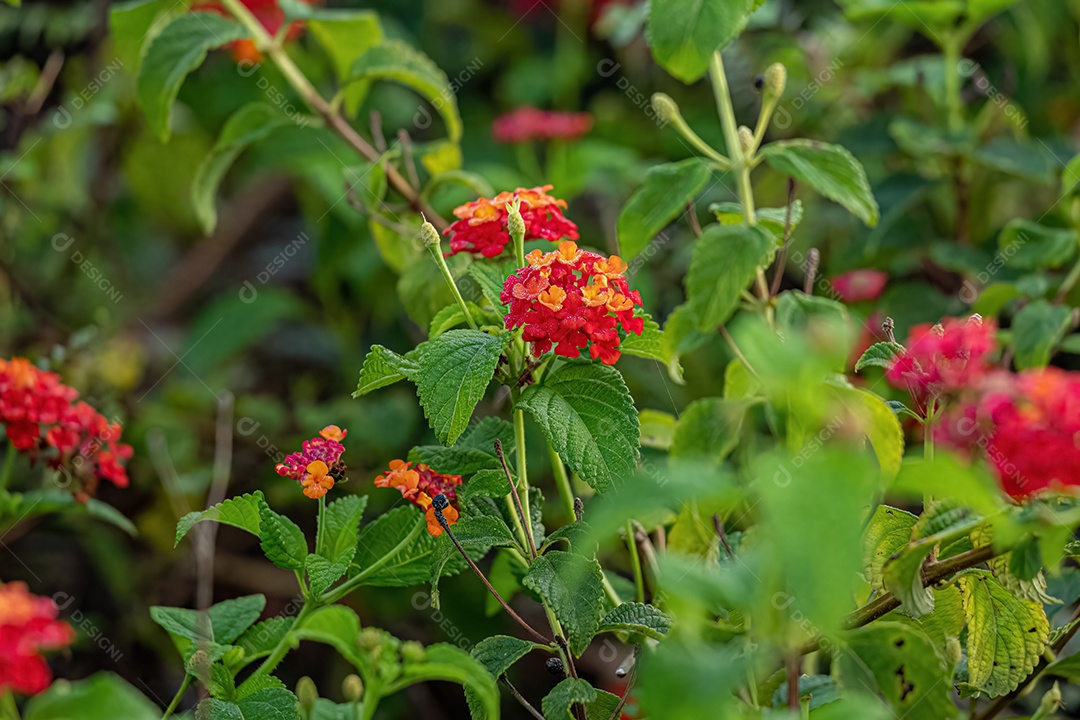 Planta Chama Vermelha da Selva Flor da espécie Ixora coccinea
