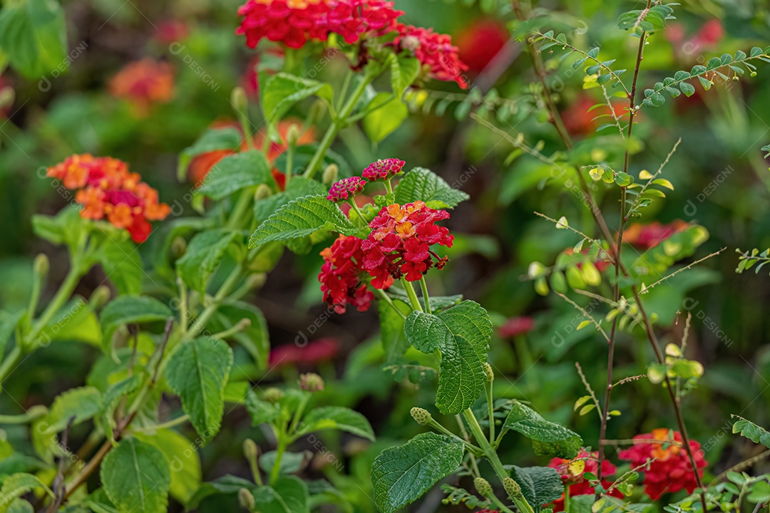 Planta Chama Vermelha da Selva Flor da espécie Ixora coccinea