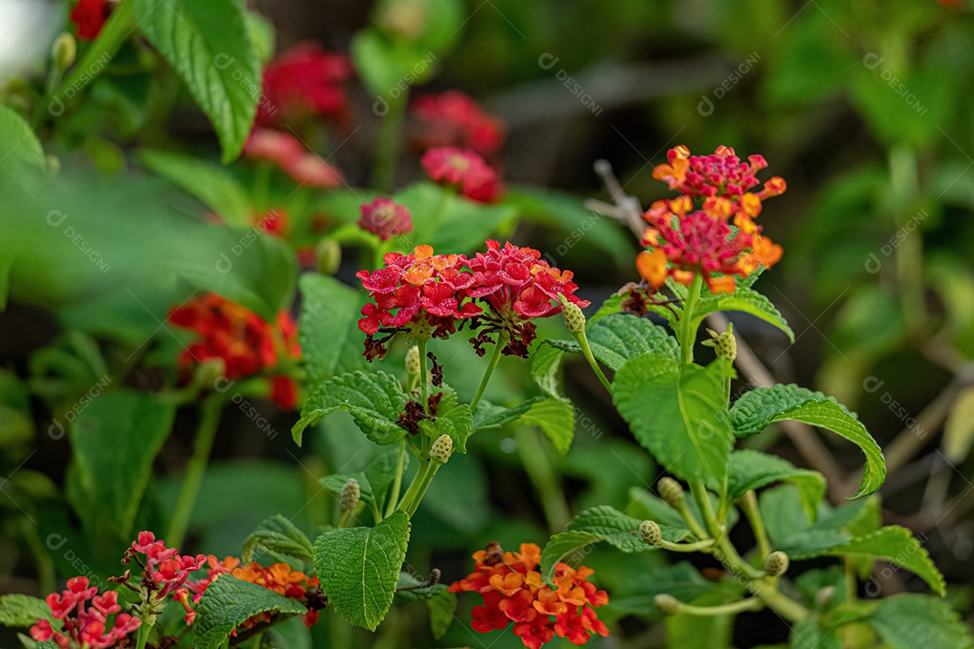 Planta Chama Vermelha da Selva Flor da espécie Ixora coccinea