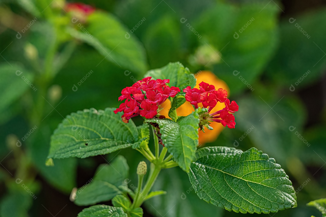 Planta Chama Vermelha da Selva Flor da espécie Ixora coccinea