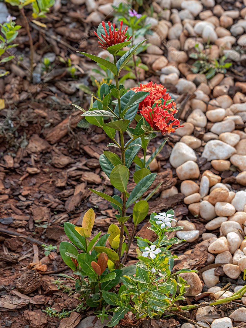 Planta Chama Vermelha da Selva Flor da espécie Ixora coccinea