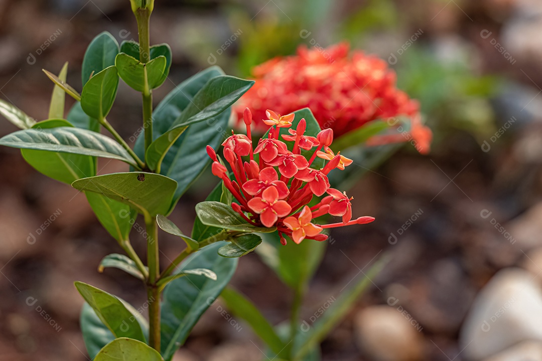 Planta Chama Vermelha da Selva Flor da espécie Ixora coccinea