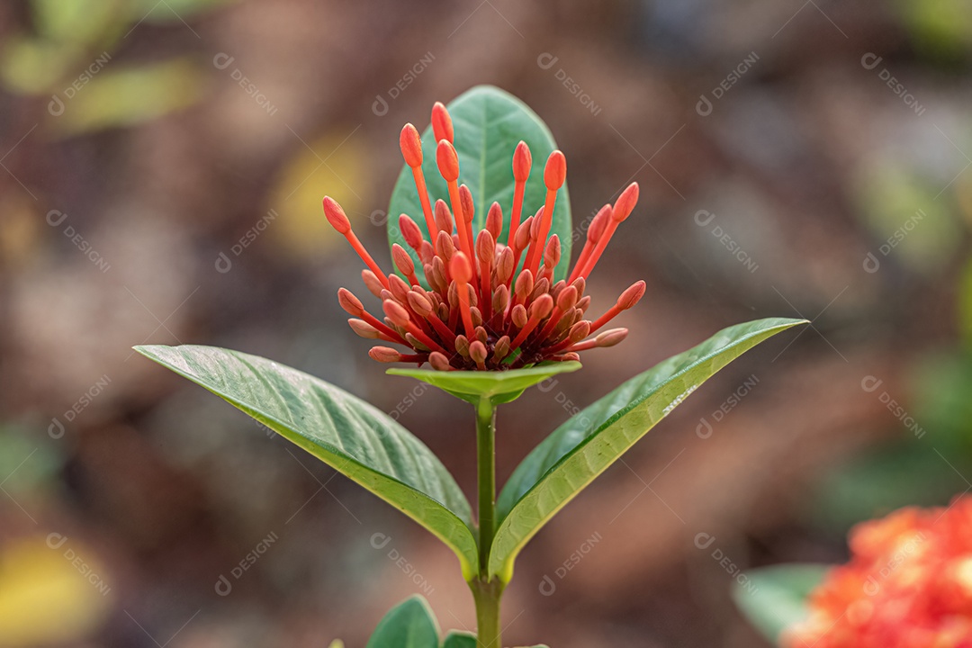 Planta Chama Vermelha da Selva Flor da espécie Ixora coccinea