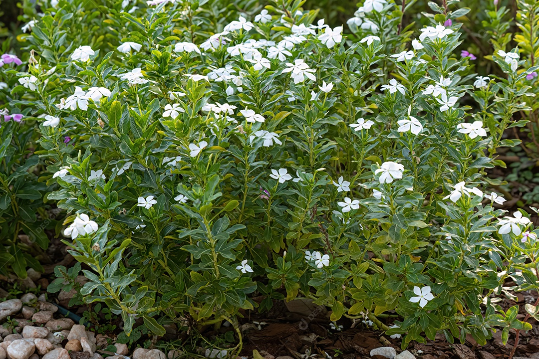 Flores brancas da pervinca de Madagascar da espécie Catharanthus roseus