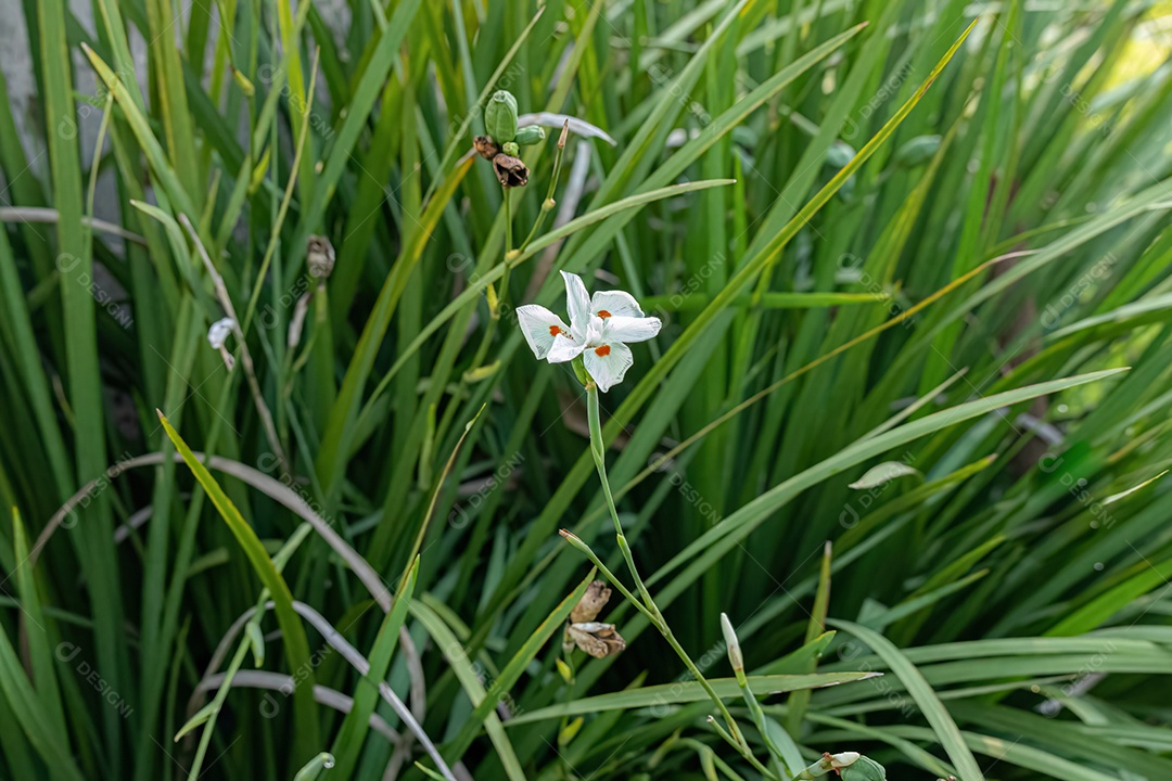Quinzena Lírio Flor branca da espécie Dietes iridioides