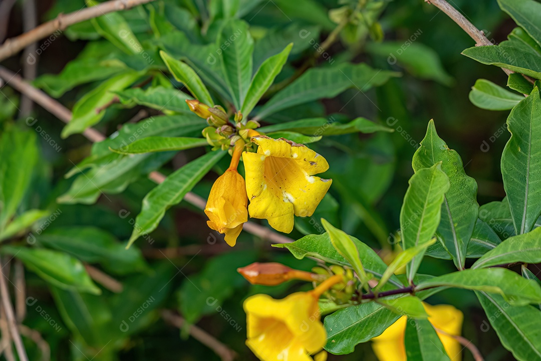 Allamanda Planta com flor da espécie Allamanda