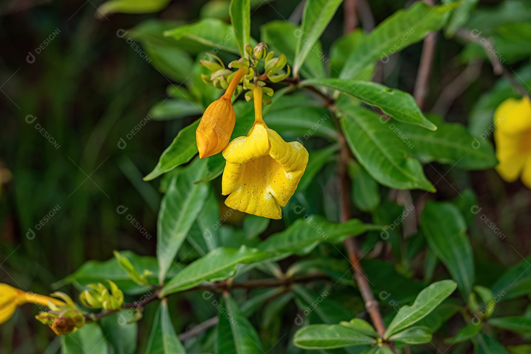 Allamanda Planta com flor da espécie Allamanda