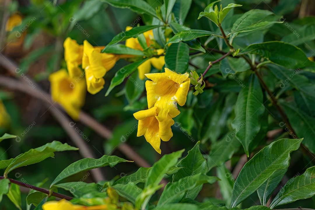 Allamanda Planta com flor da espécie Allamanda